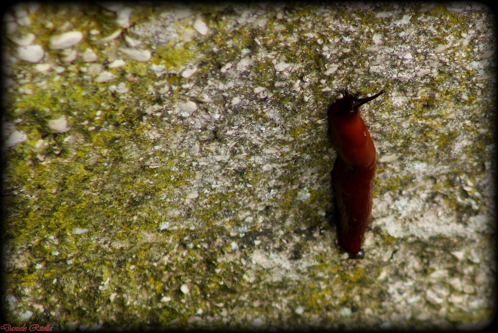 Arion sp. da Pescasseroli (AQ)